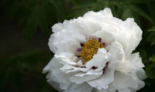 2021中國農業農村重大新產品 系列優異花色牡丹遠緣雜交新品種