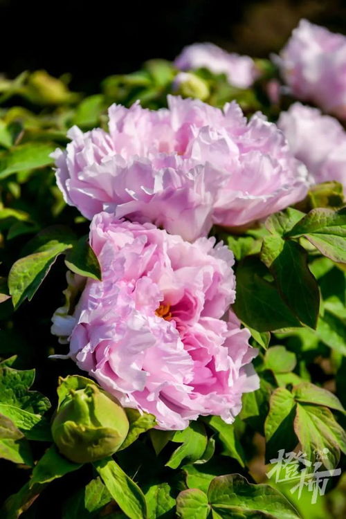 600歲“牡丹王”迎春綻放，第二十屆普寧牡丹花會(huì)靜待君來(lái)